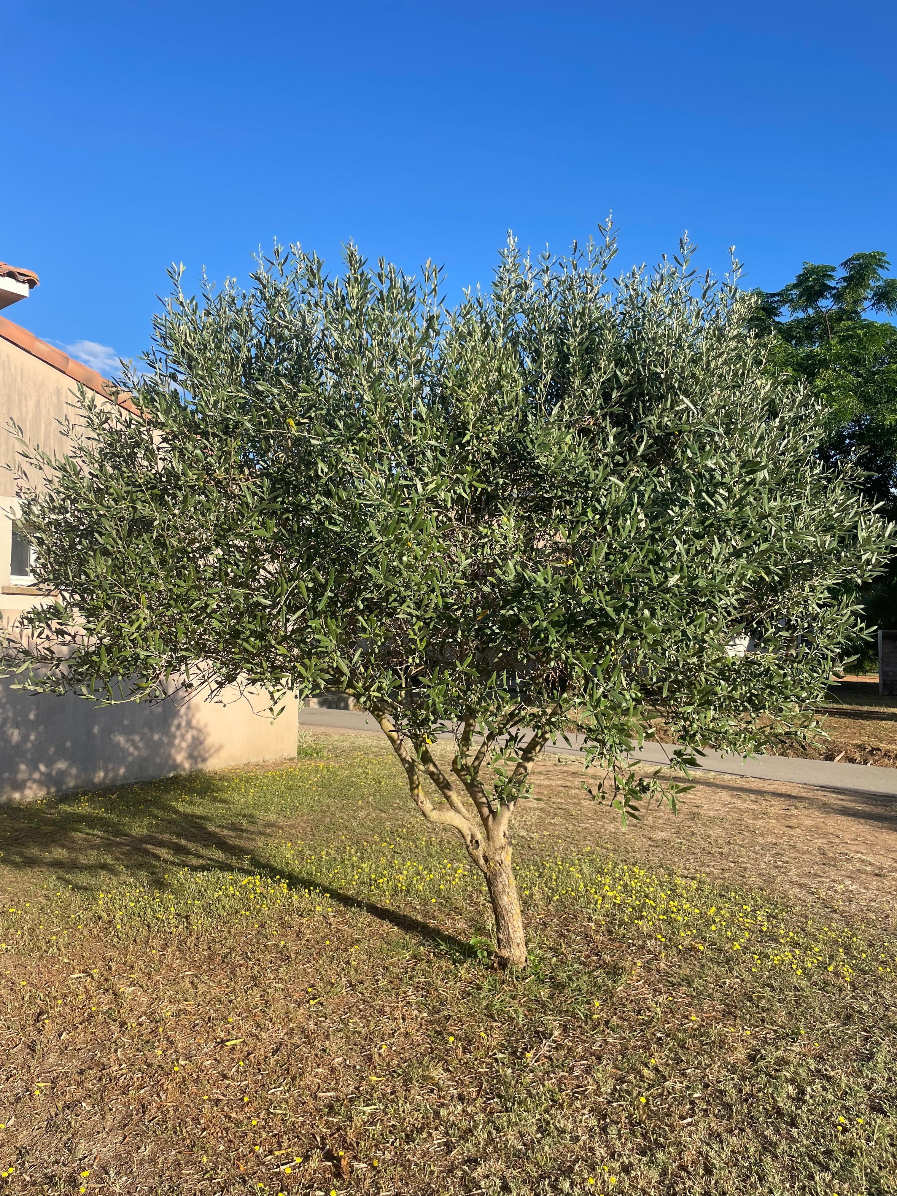 Stedet har fine og hyggelige områder, som her : oliventræet ved vores “villa”