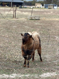 Neighbour