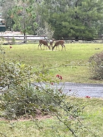 We put deer corn out and they came every day was 15 at one point