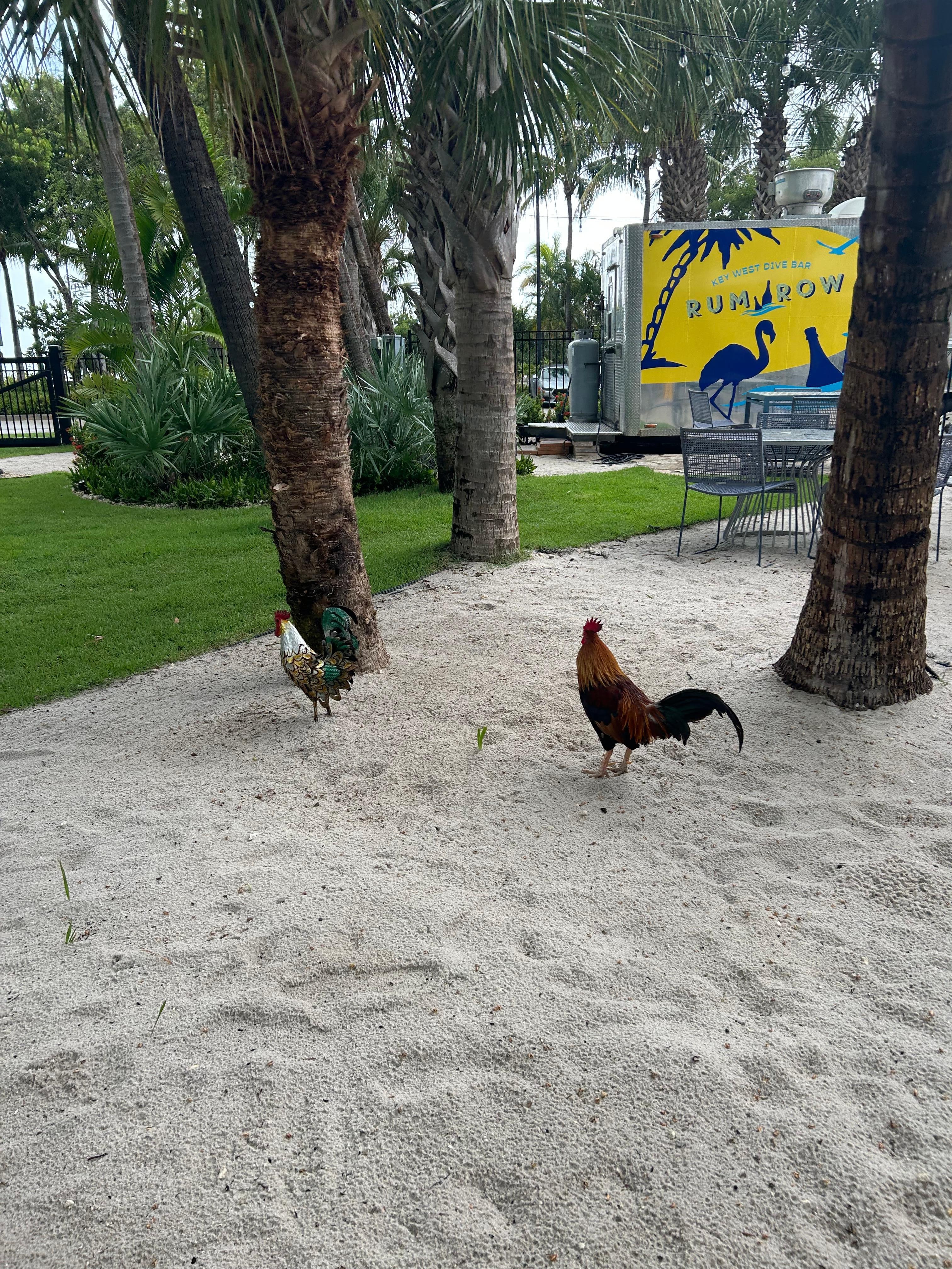 Tradição dos galos soltos! 