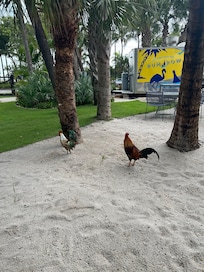 Tradição dos galos soltos!