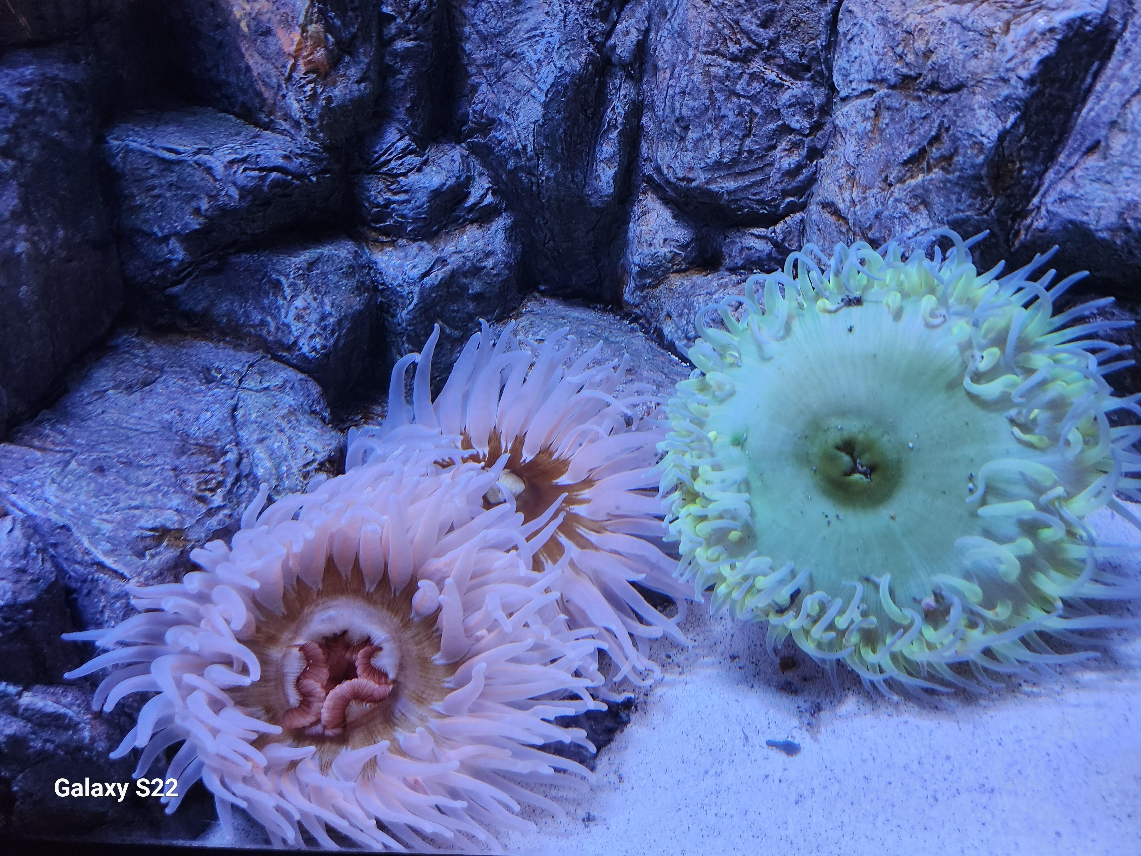 Fort Fischer Acquarium