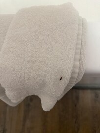 One of the bigs in our bathroom