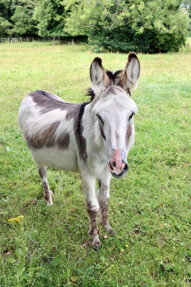 neighbour in the grounds