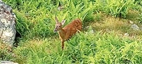Breakfast time visitor