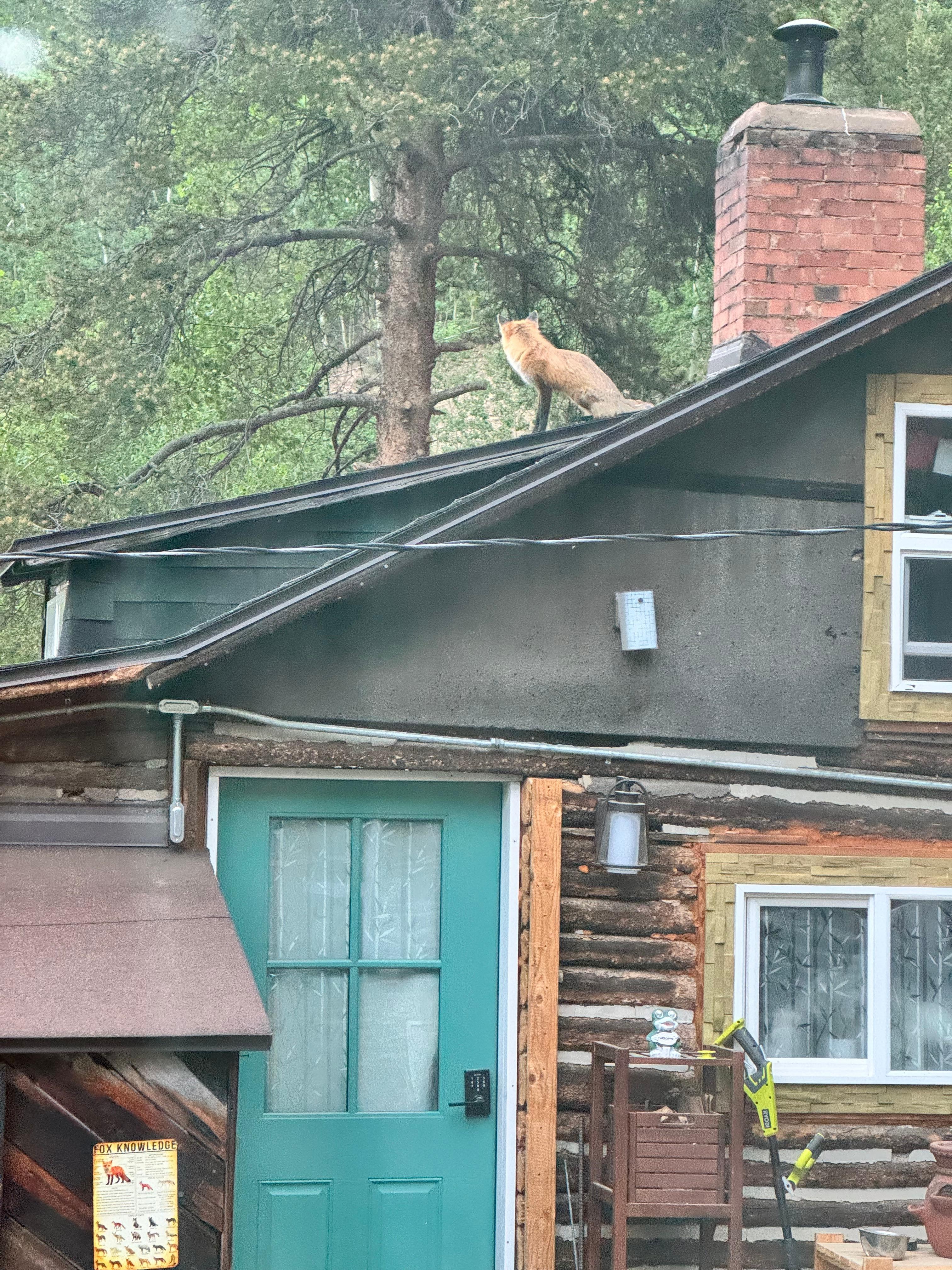 Fox on neighbor’s home