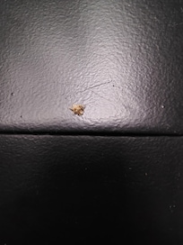 Fond this Longspine Sandburg under the mattress sheets.