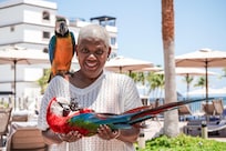 The parrots