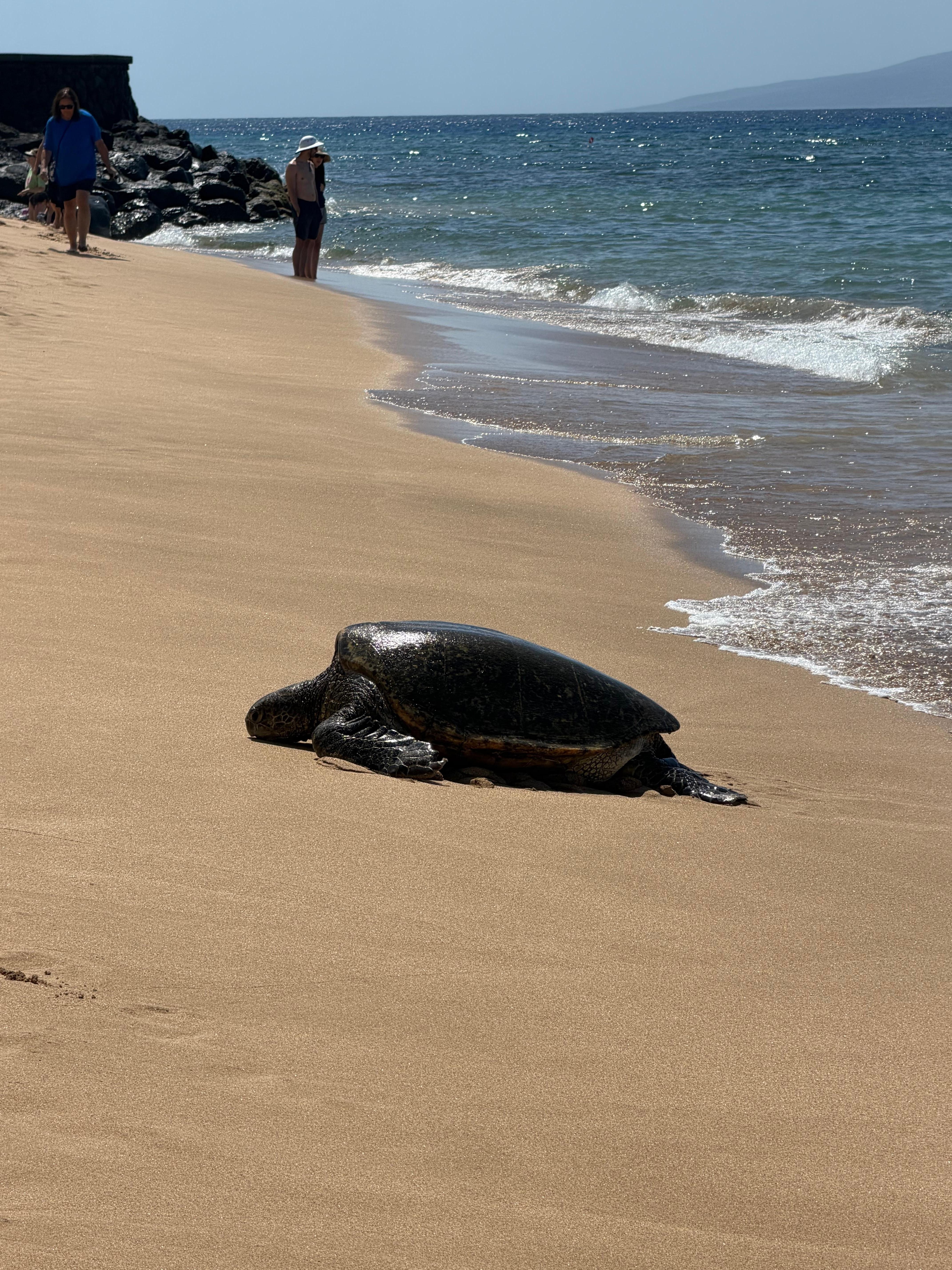 This guy crawled out of the beach in front of the resort. 