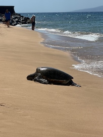 This guy crawled out of the beach in front of the resort.
