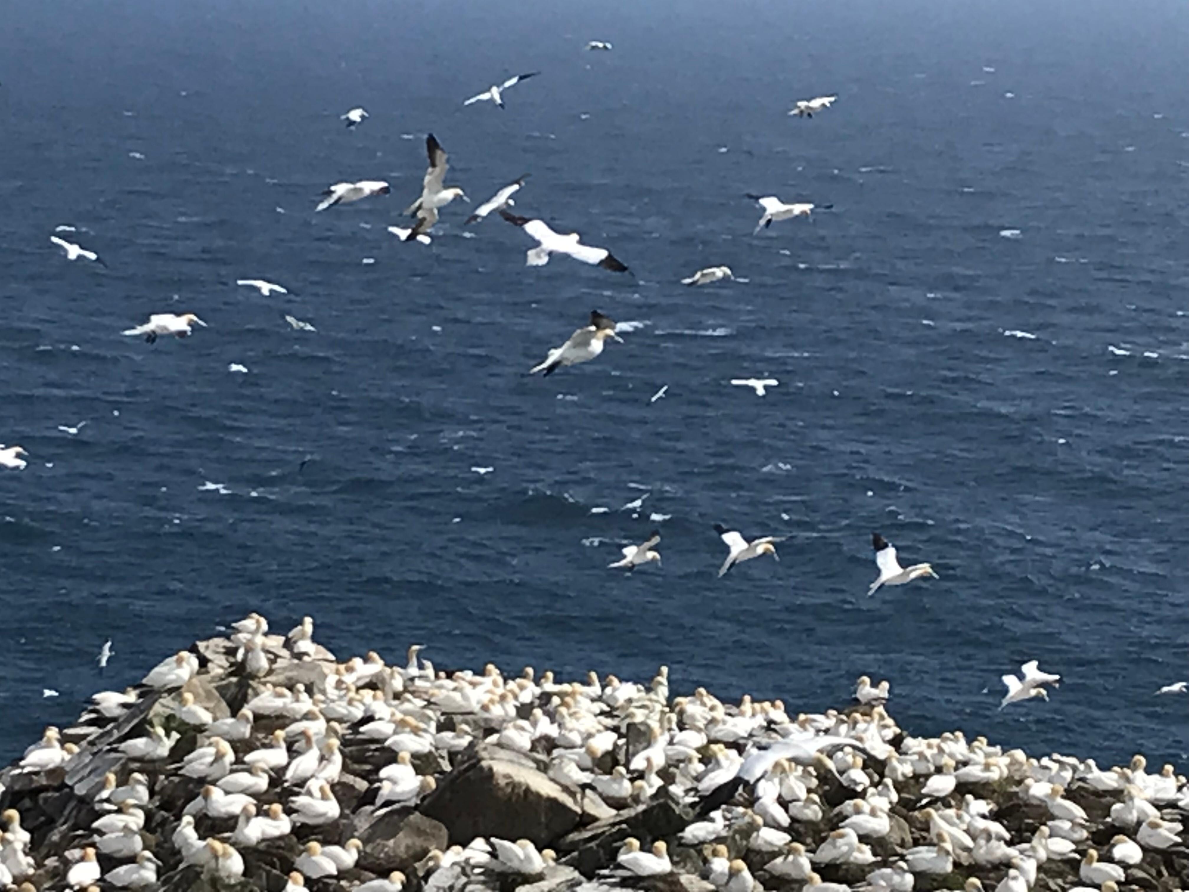 Cape St Mary’s