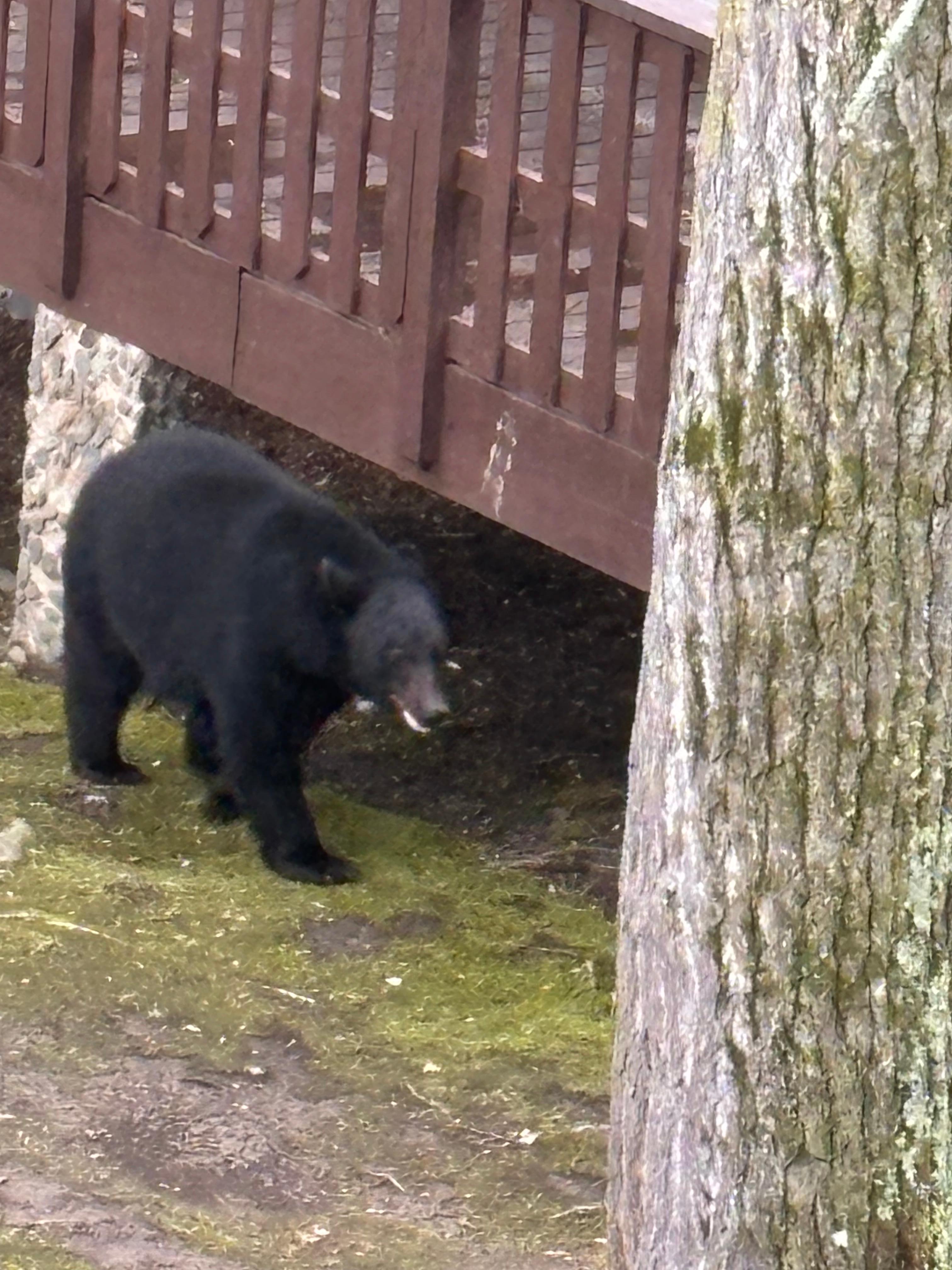We saw this big boy while sitting on our balcony.