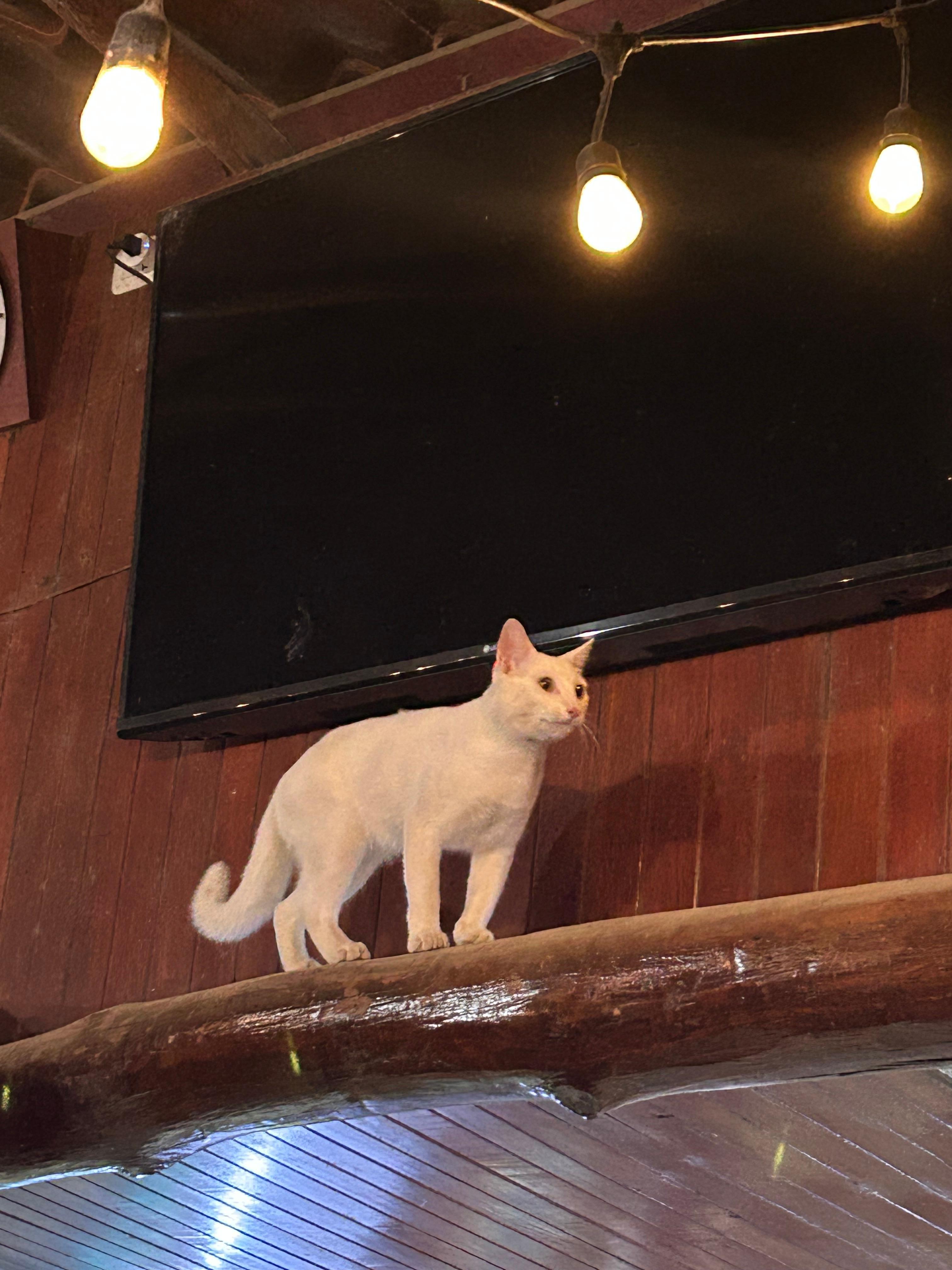 Cat at open air restaurant Gregarios