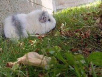 L'un de mes 2 cobayes a apprécié le jardin