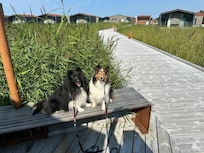 Fint å overnatte med hund!