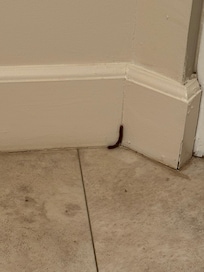 Bugs in my room