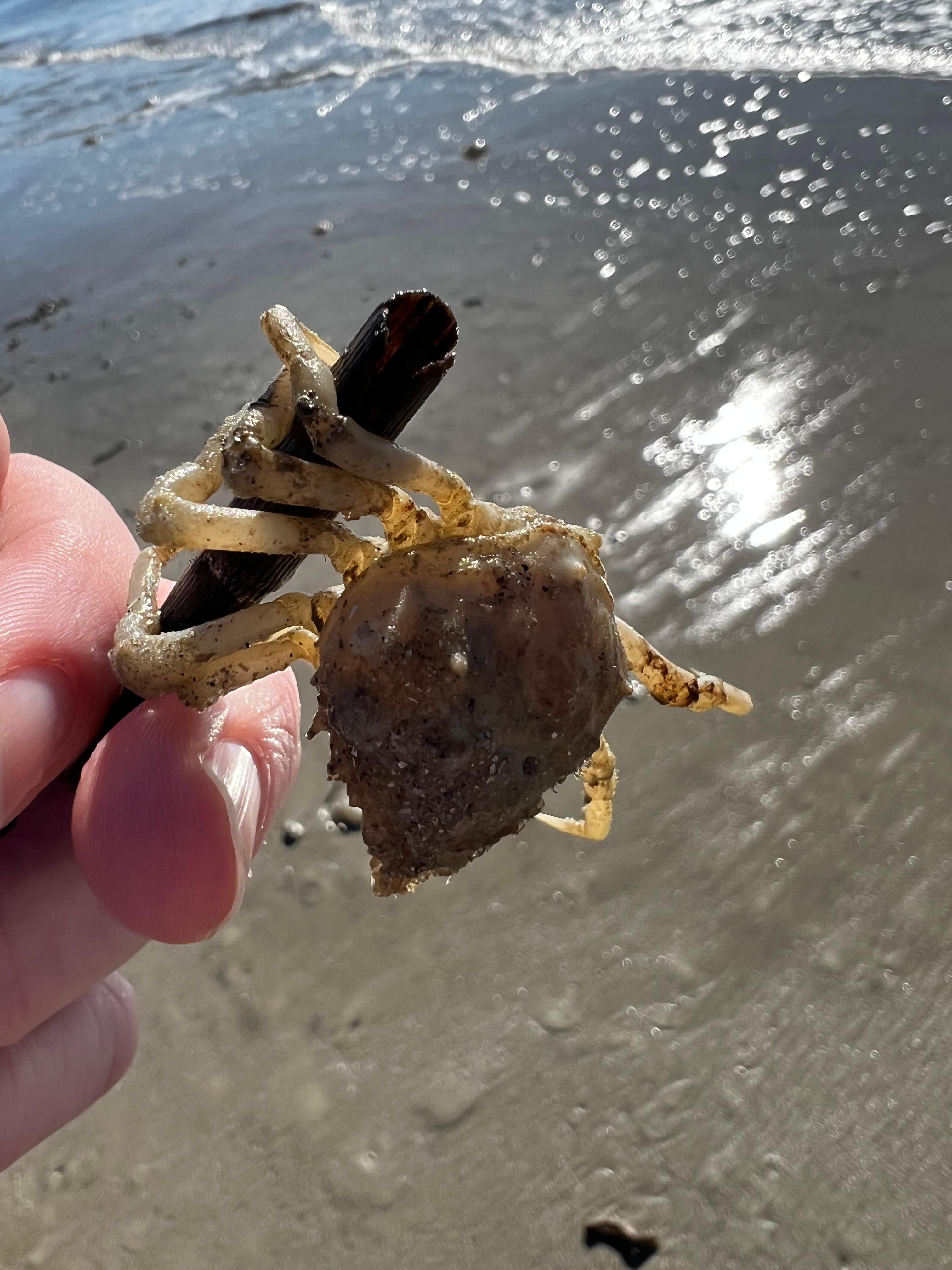 We found a baby crab on the beach along with a multitude of jelly fish. The jellyfish is a brainless animal, which gives us hope for humanity lol.