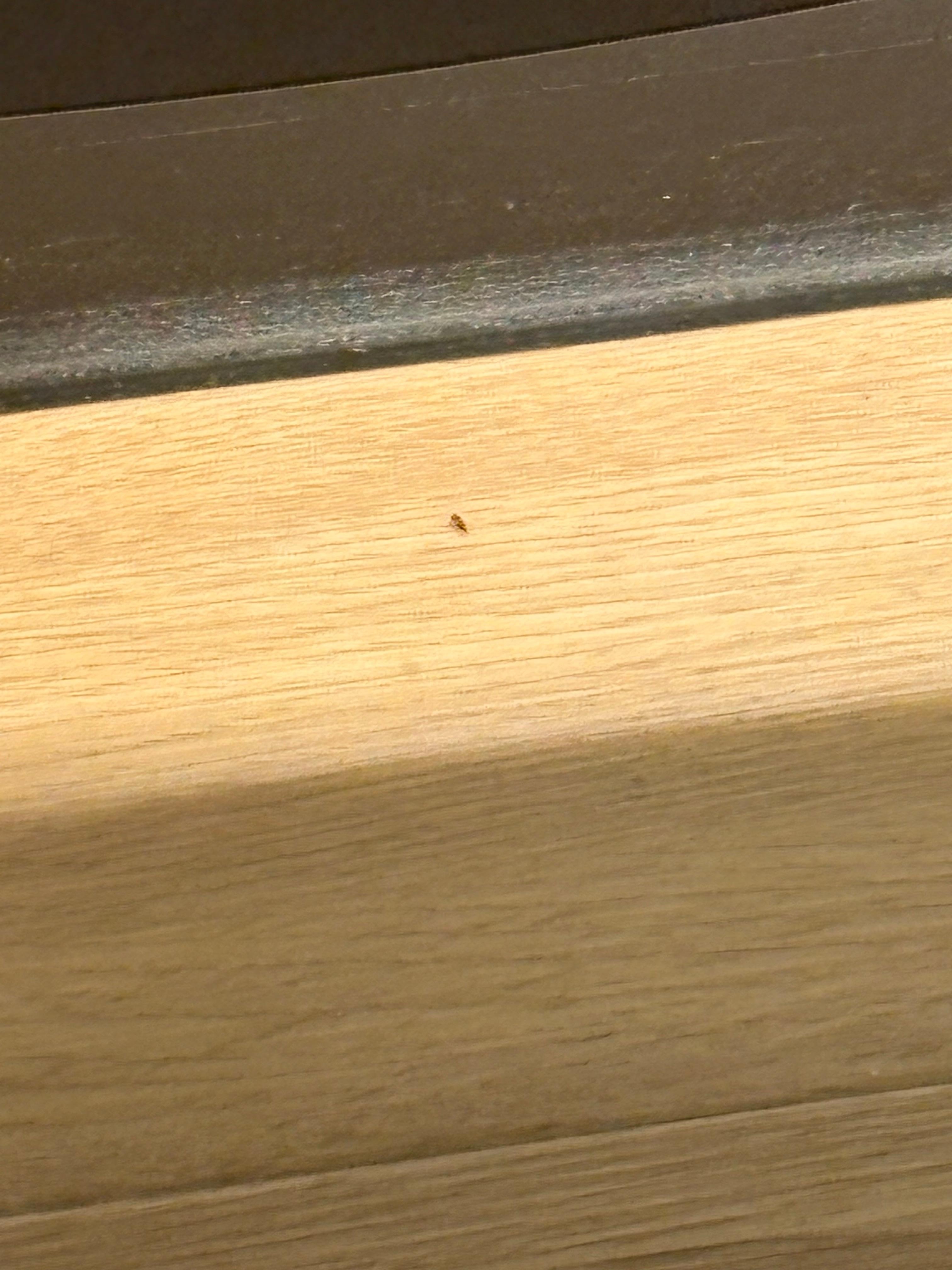 Eines der kleinen Silberfische