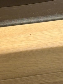 Eines der kleinen Silberfische