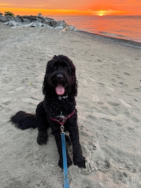 Dog friendly local beaches .