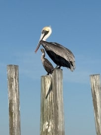 Enjoying fishing and wildlife from our kayaks