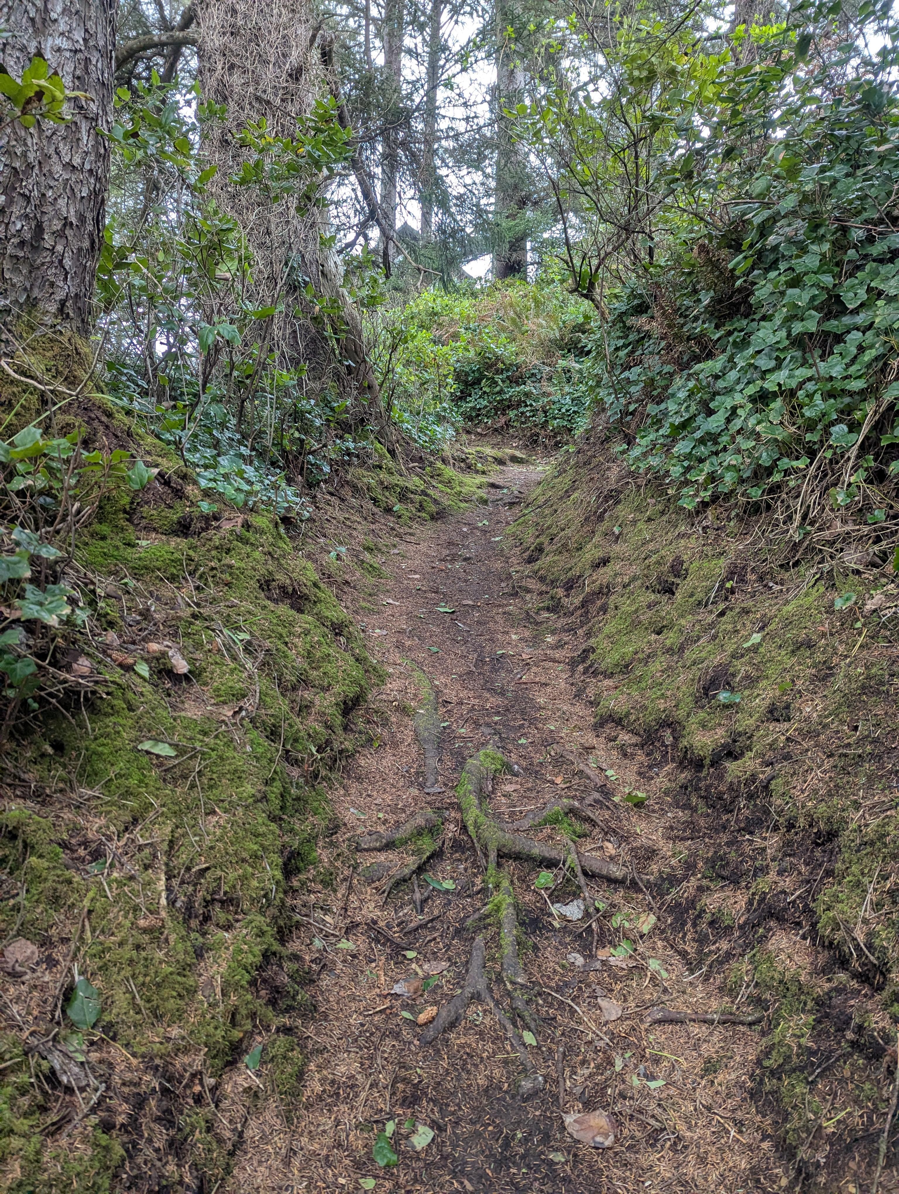 Path back from the beach
