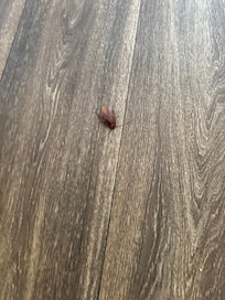 Bug
