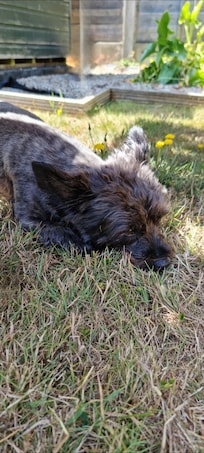 Minnie in the Garden