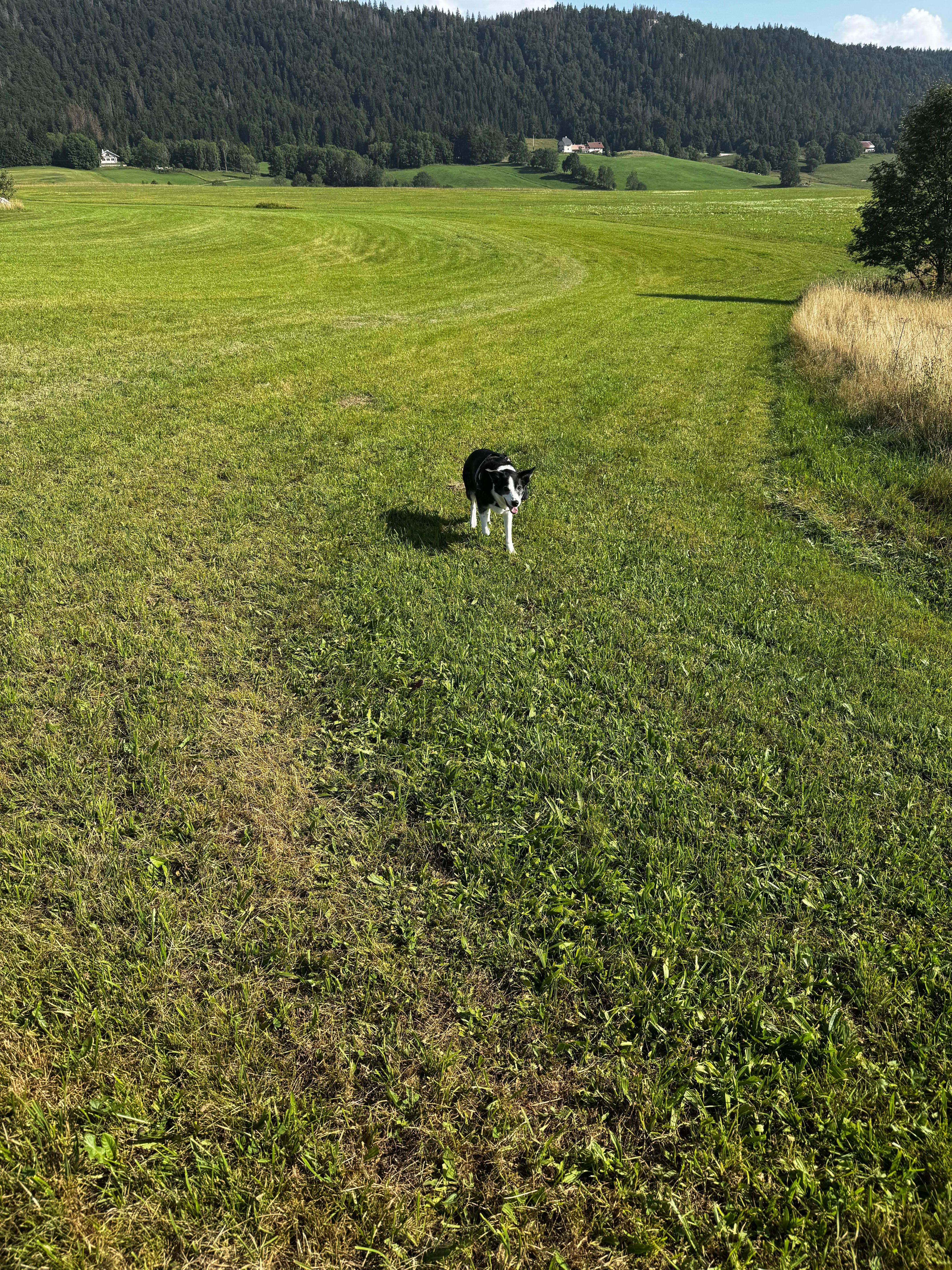 Coucou moi c’est Sully 