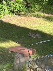 Rabbit welcoming us back
