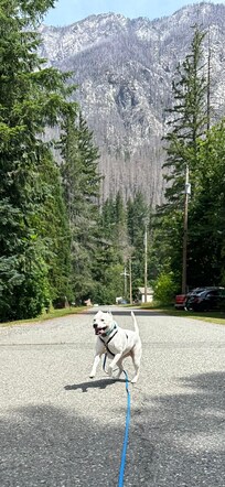 Joyful doggo free from the stress of fireworksđ