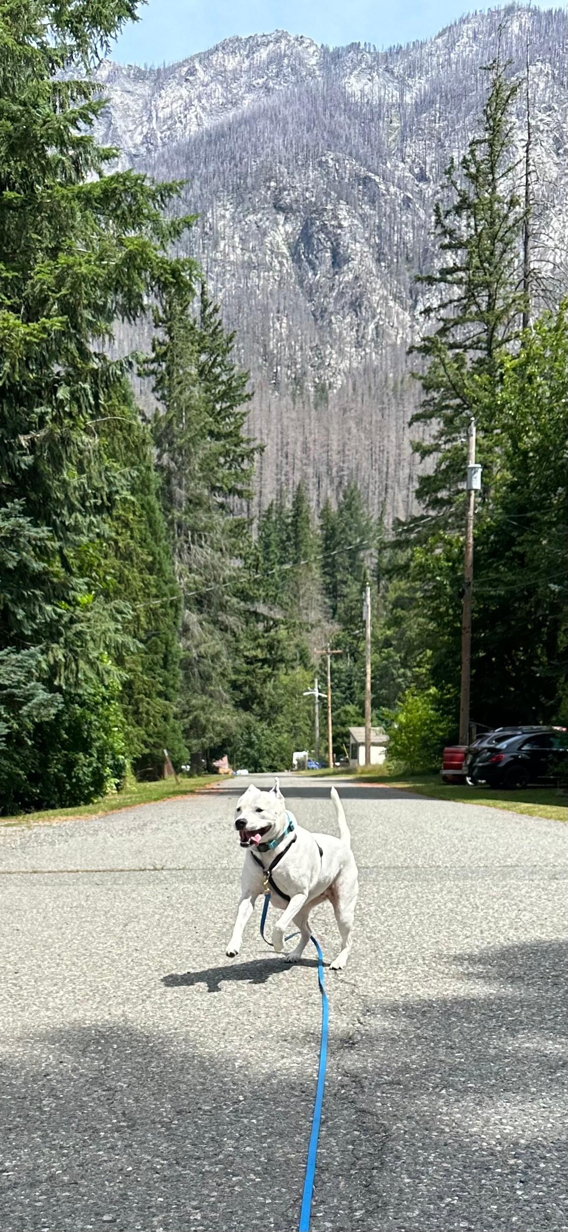 Joyful doggo free from the stress of fireworks😊