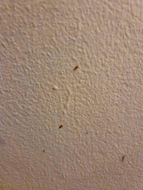 Bed bug markings on the wall of the unit