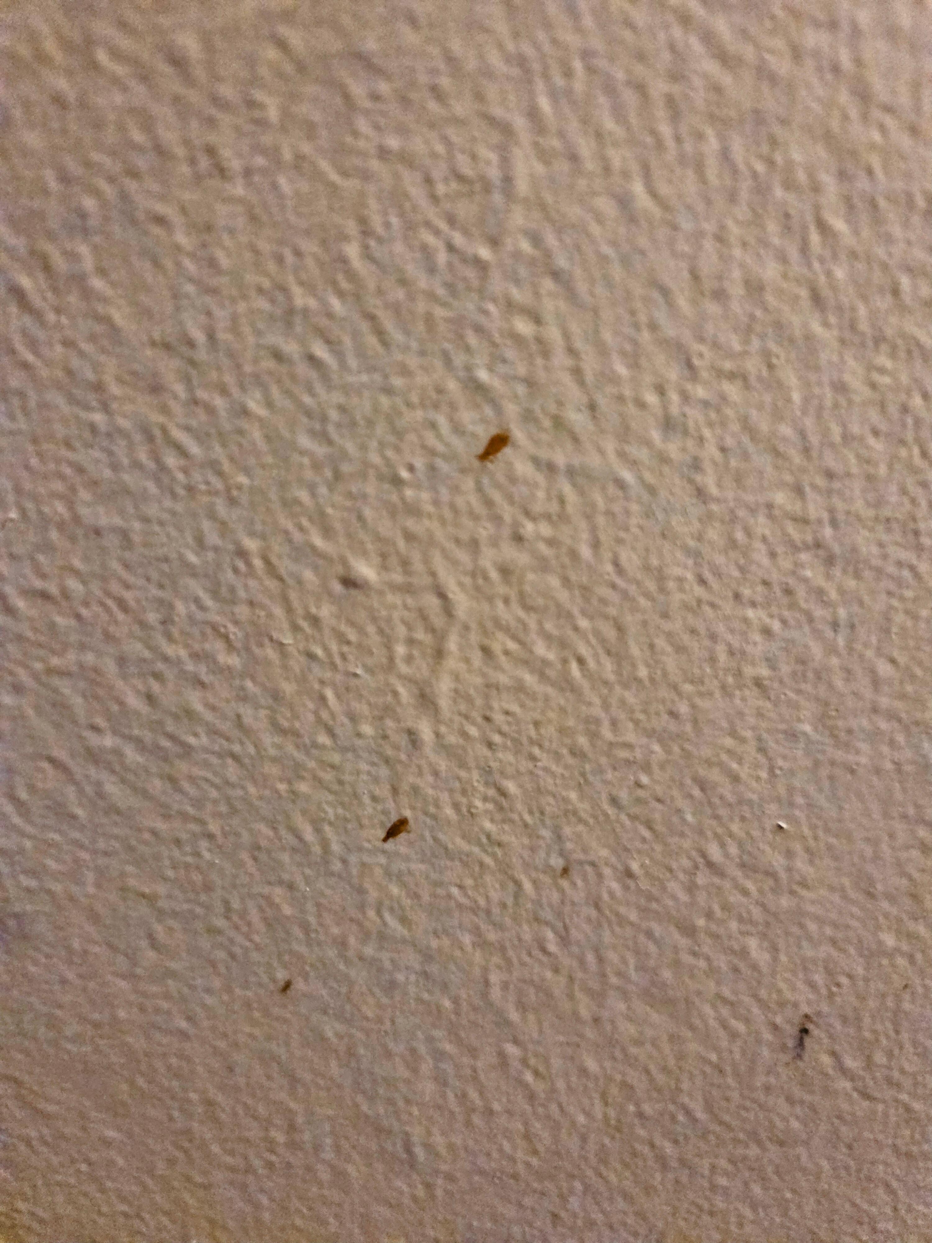 Bed bug markings on the wall of the unit
