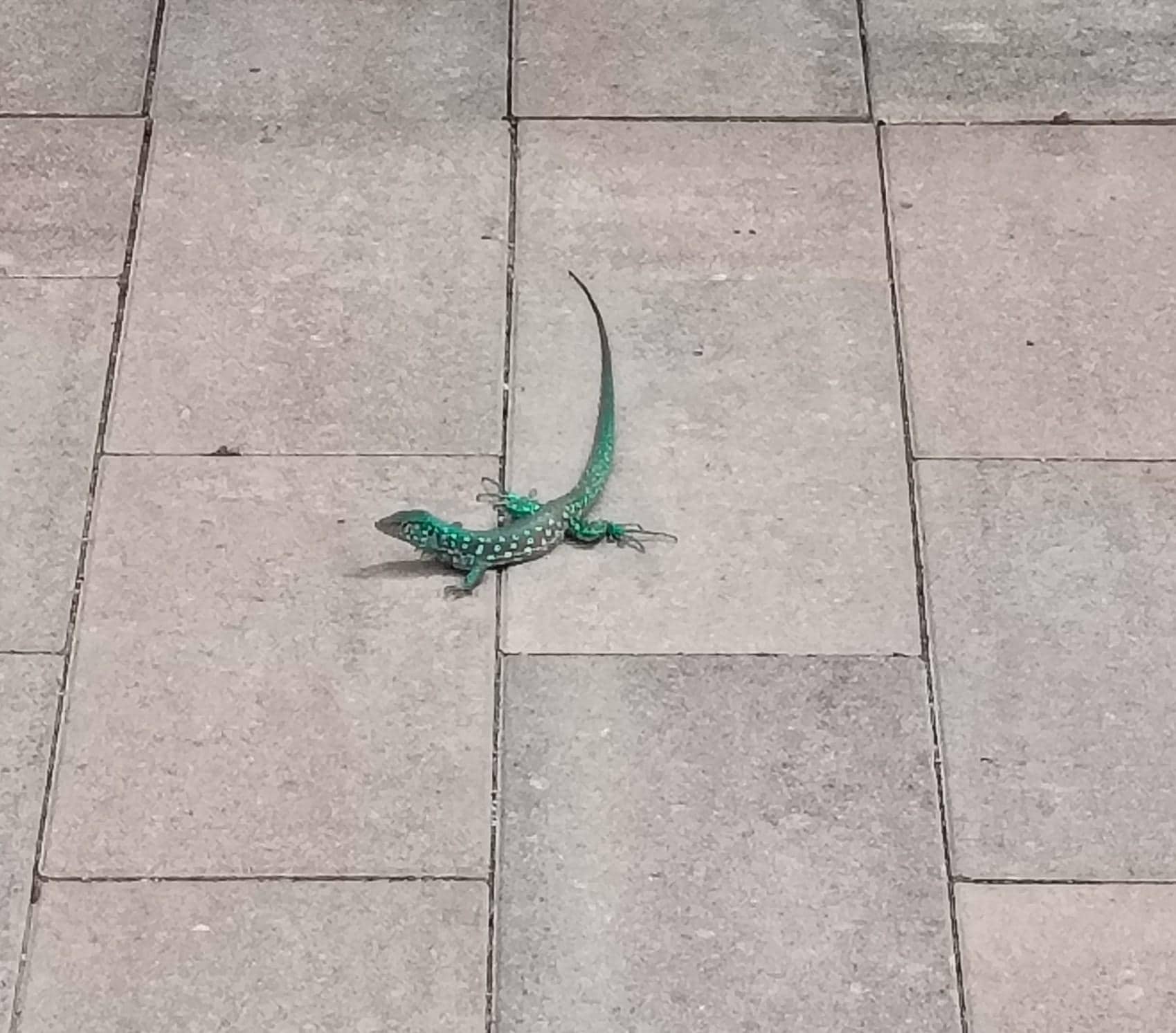 Cute little lizards around the property 