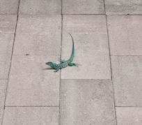 Cute little lizards around the property