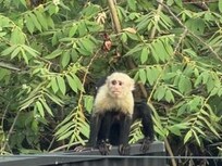 Monkeys most mornings outside kitchen window