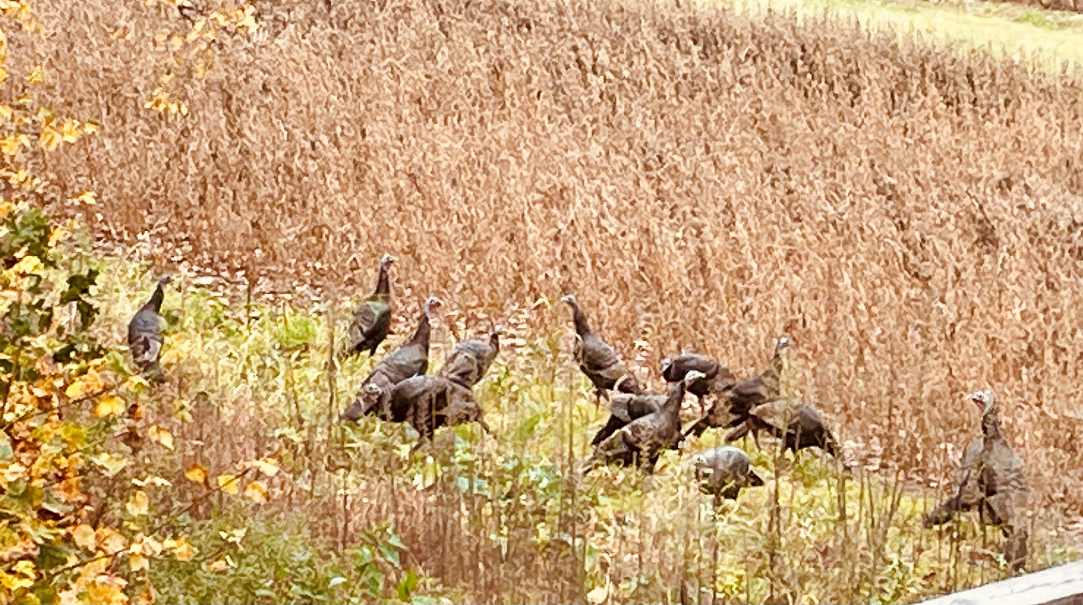 Turkeys