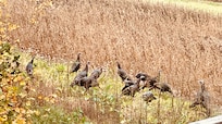 Turkeys