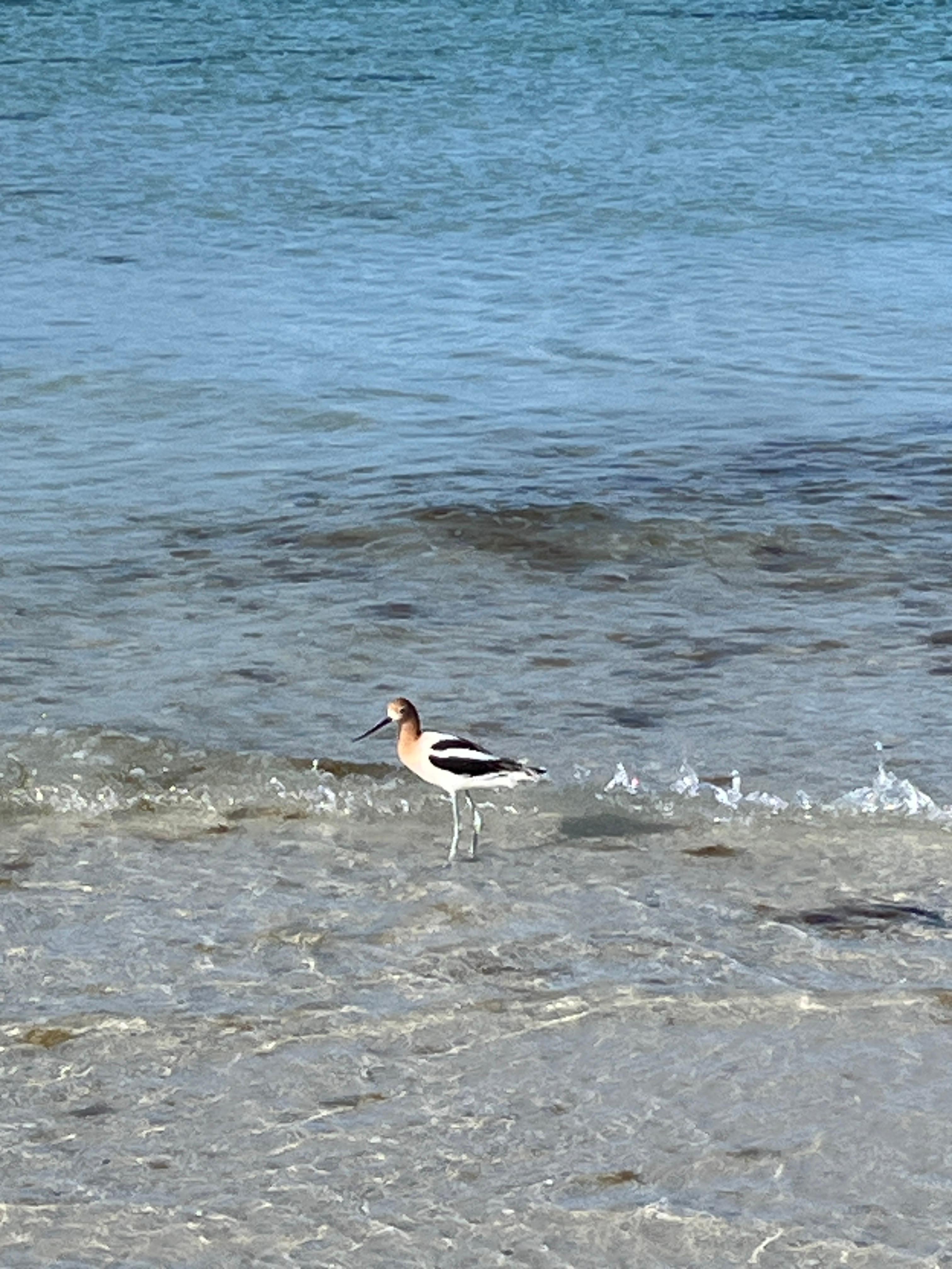 American Avocet
