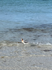 American Avocet