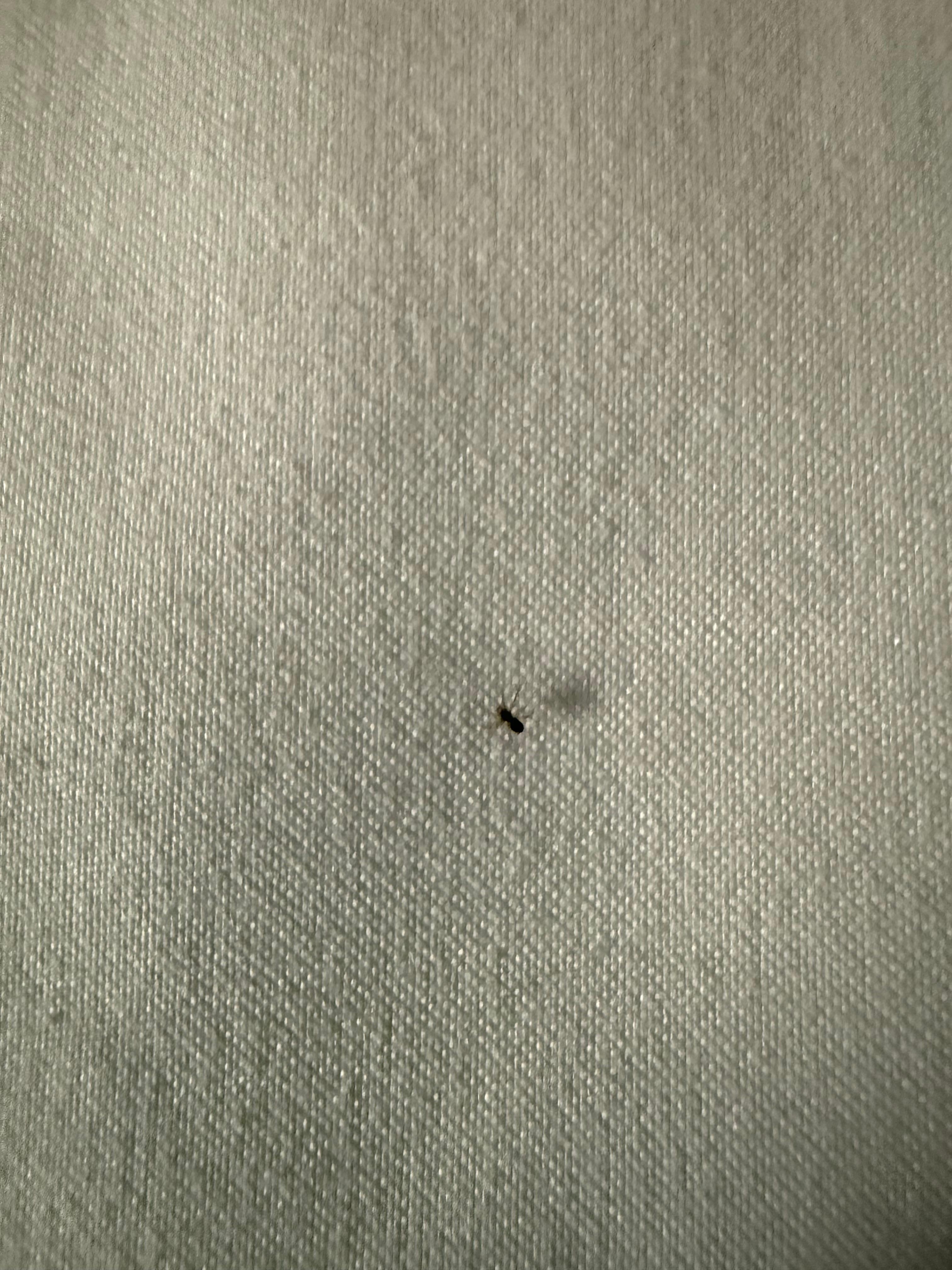 Same spider on the  bed sheets 