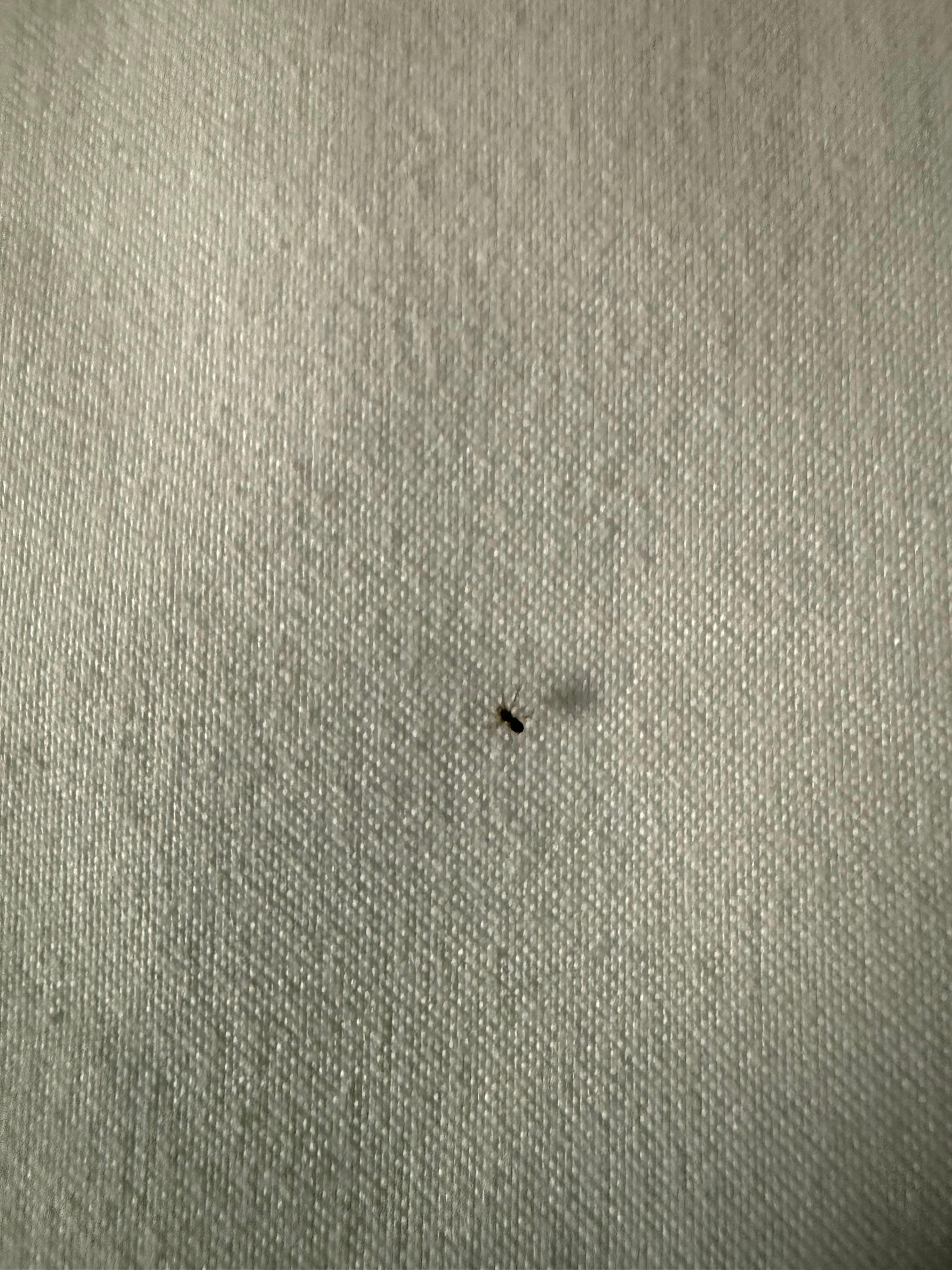 Same spider on the  bed sheets 