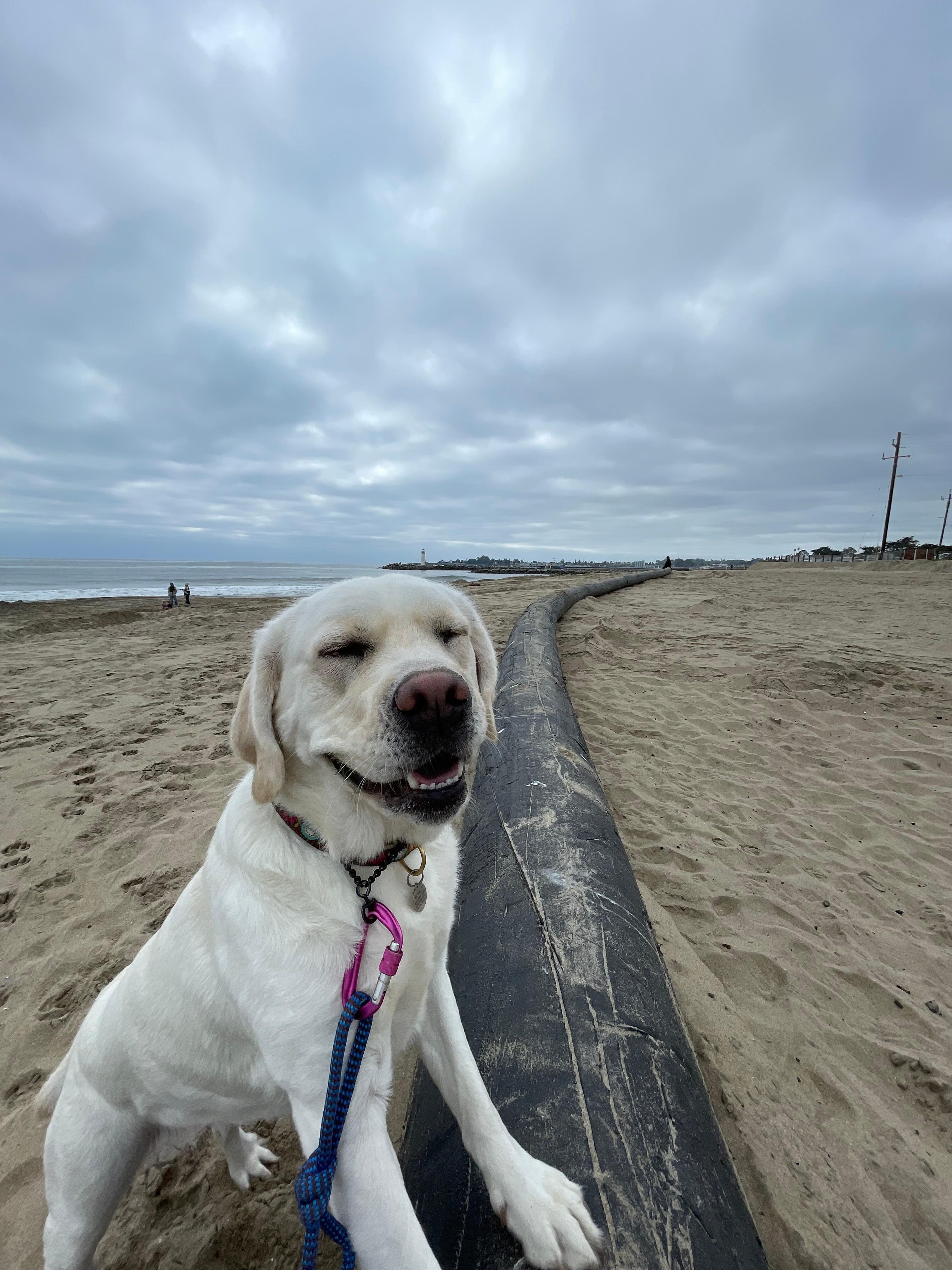 Scout smiling because of her digging fun at Twin Leaks Beach.