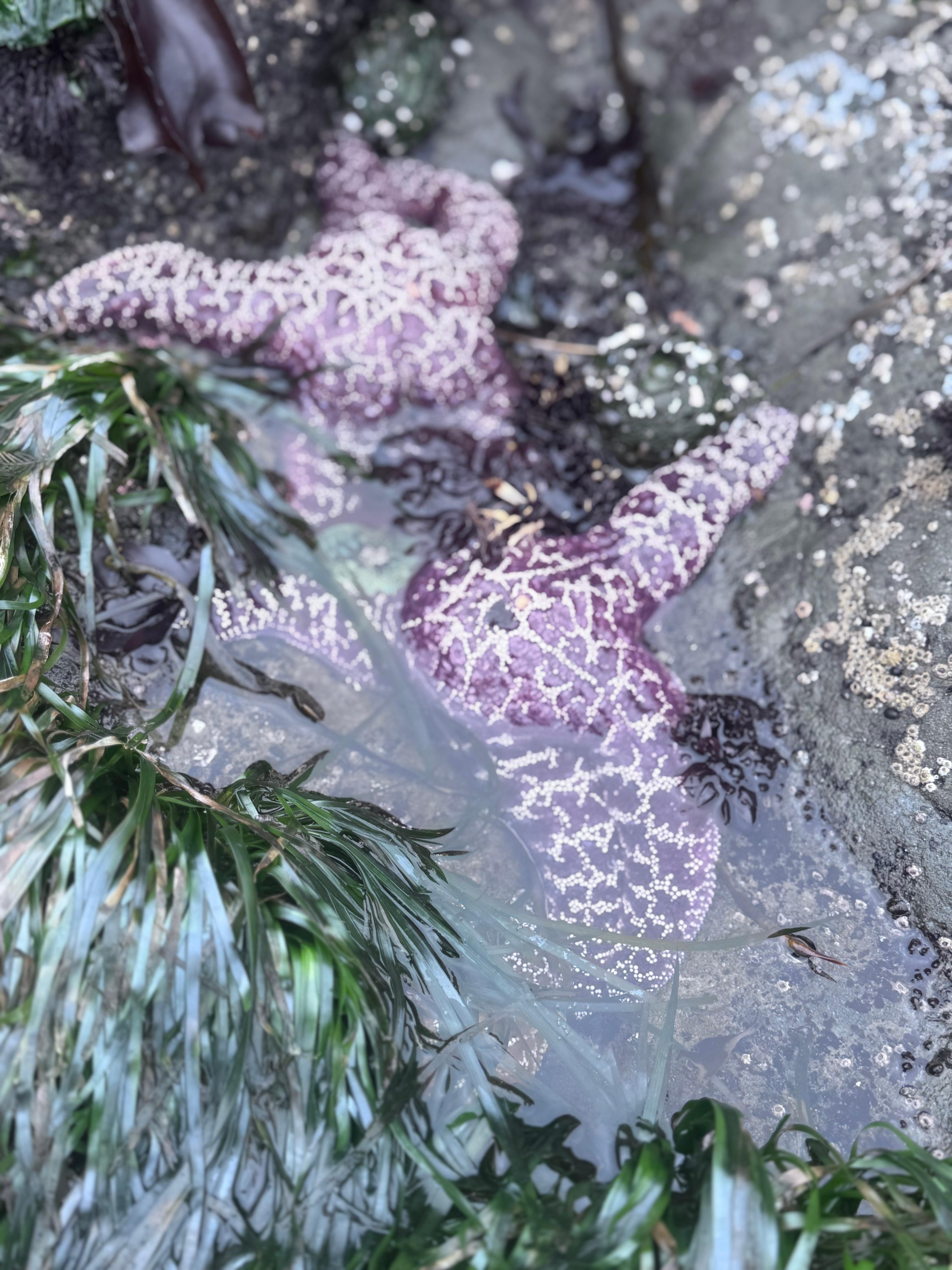 Rialto beach tide pool