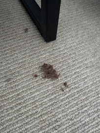 Carpet dirty