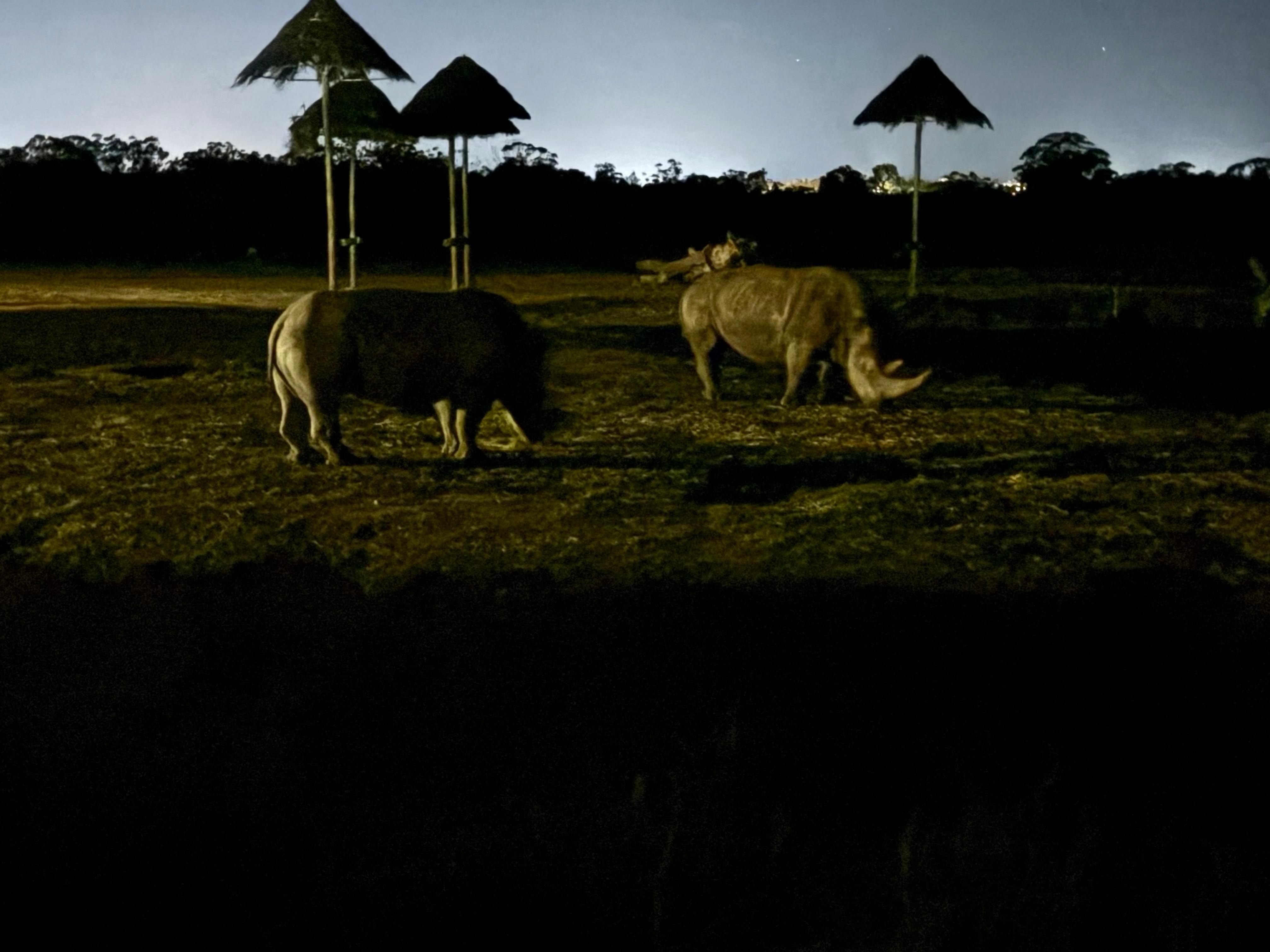 The rhino wandered past our front door all evening❤️