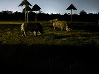 The rhino wandered past our front door all evening❤️