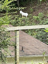 Old goat in garden