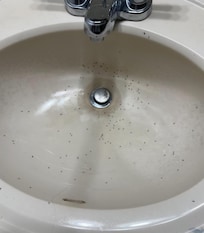 Ants coming out the sink